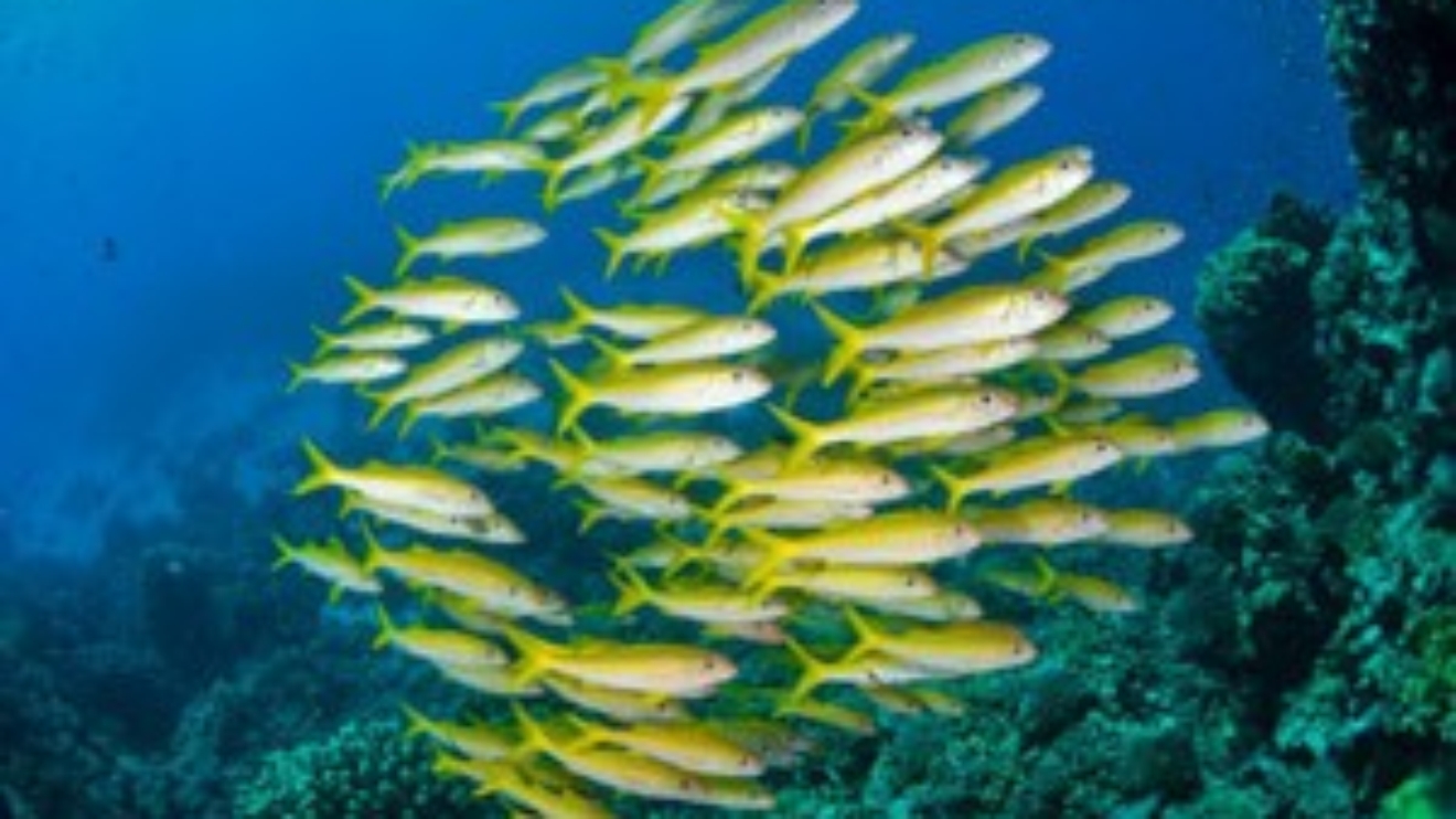 Retaining Staff Through Mentoring