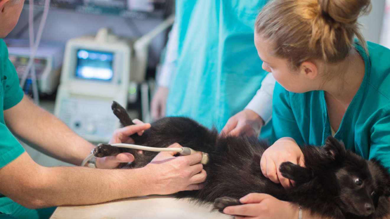 Case Study: Australian Veterinary Association Mentoring Program