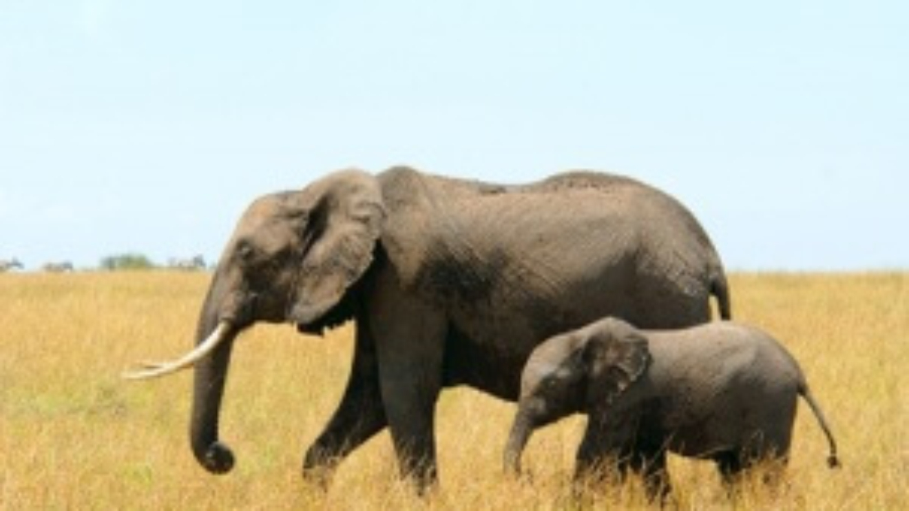 Responsibility for Success in a Mentoring Relationship